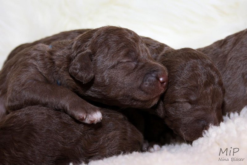 2011-05-07 Puppies Candy & Svet (27).jpg